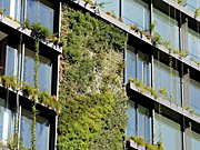 Un botaniste français invente les jardins verticaux sur la paroi des immeubles