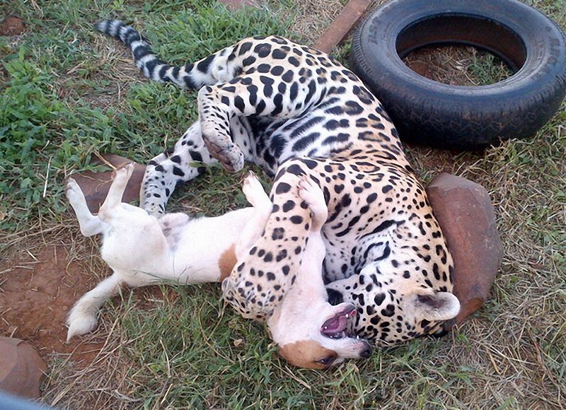 Un jaguar et un chien deviennent inséparables (2)
