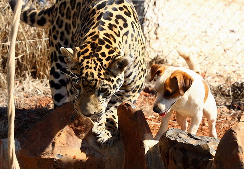 Un jaguar et un chien deviennent inséparables (4)