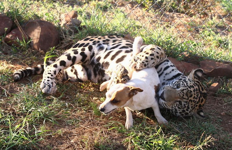 Un jaguar et un chien deviennent inséparables (3)