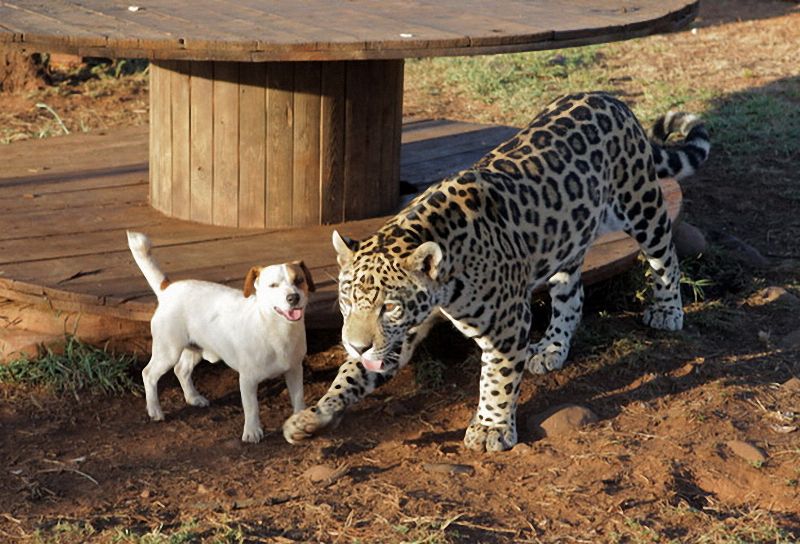 Un jaguar et un chien deviennent inséparables
