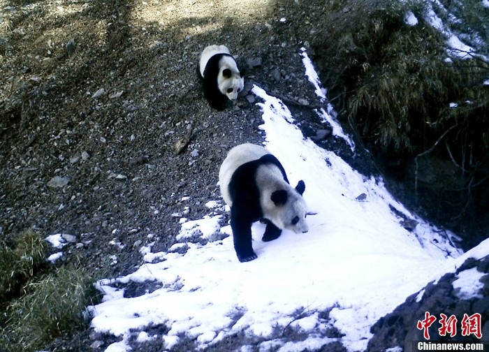 Le WWF publie pour la première fois des images infrarouges de pandas géants sauvages