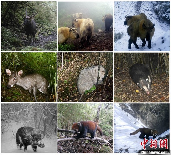 Le WWF publie pour la première fois des images infrarouges de pandas géants sauvages (4)