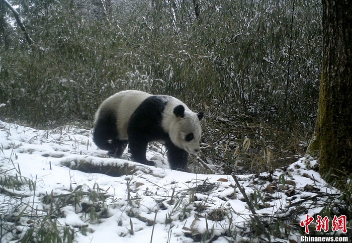 Le WWF publie pour la première fois des images infrarouges de pandas géants sauvages (3)
