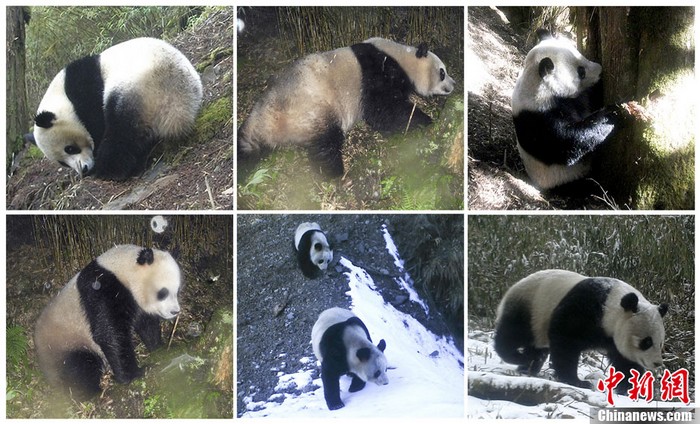 Le WWF publie pour la première fois des images infrarouges de pandas géants sauvages (2)