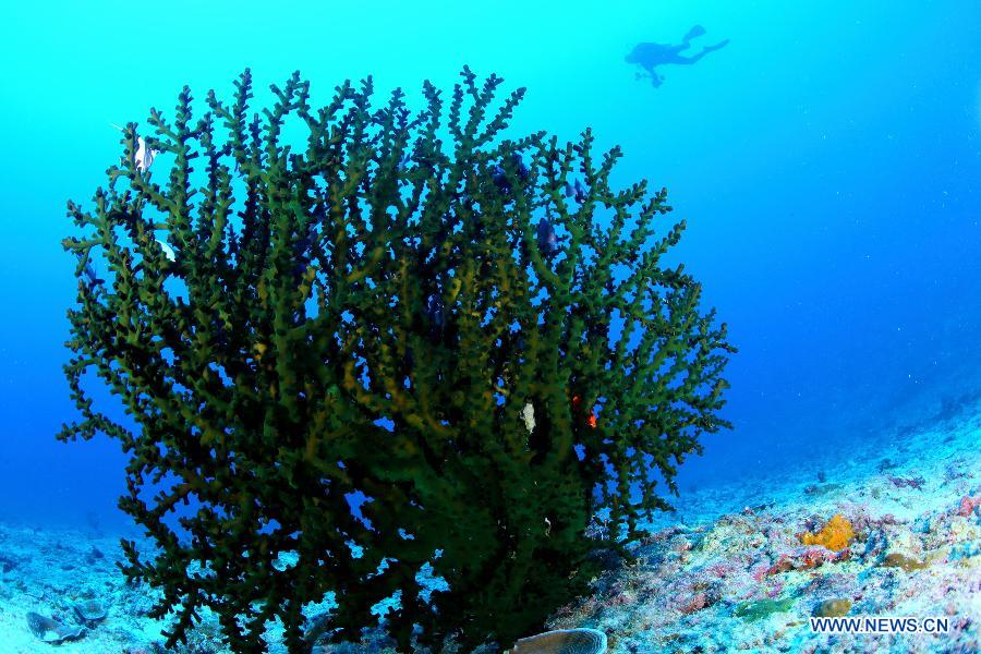 Un monde merveilleux sous-marin dans les eaux des îles Xisha en mer de Chine méridionale (9)