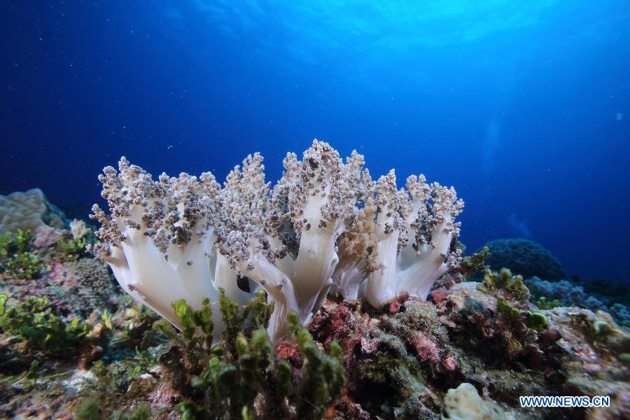 Un monde merveilleux sous-marin dans les eaux des îles Xisha en mer de Chine méridionale (2)