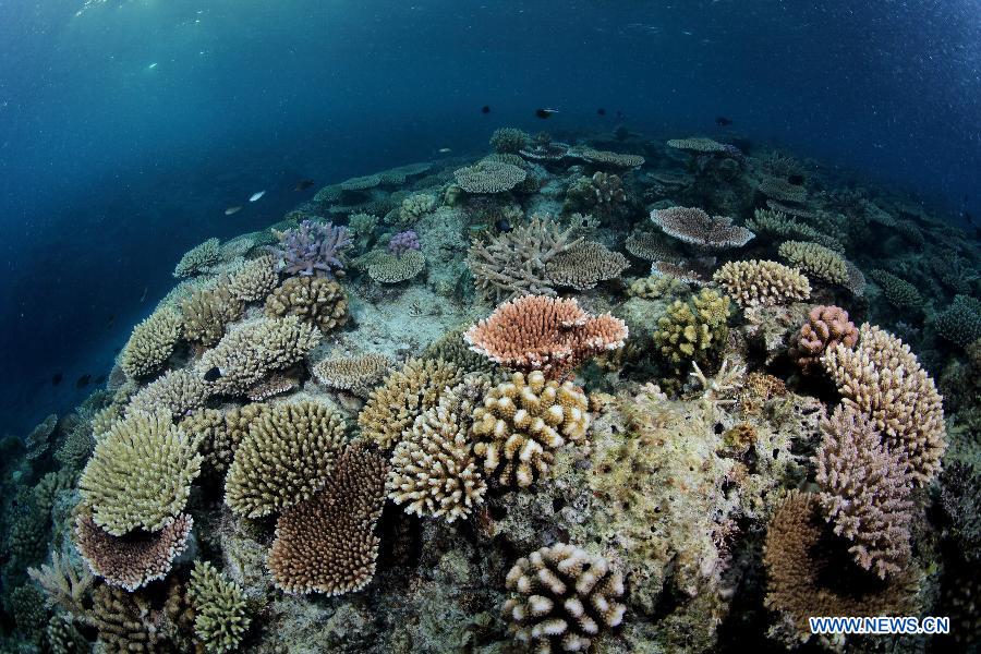 Un monde merveilleux sous-marin dans les eaux des îles Xisha en mer de Chine méridionale (2)