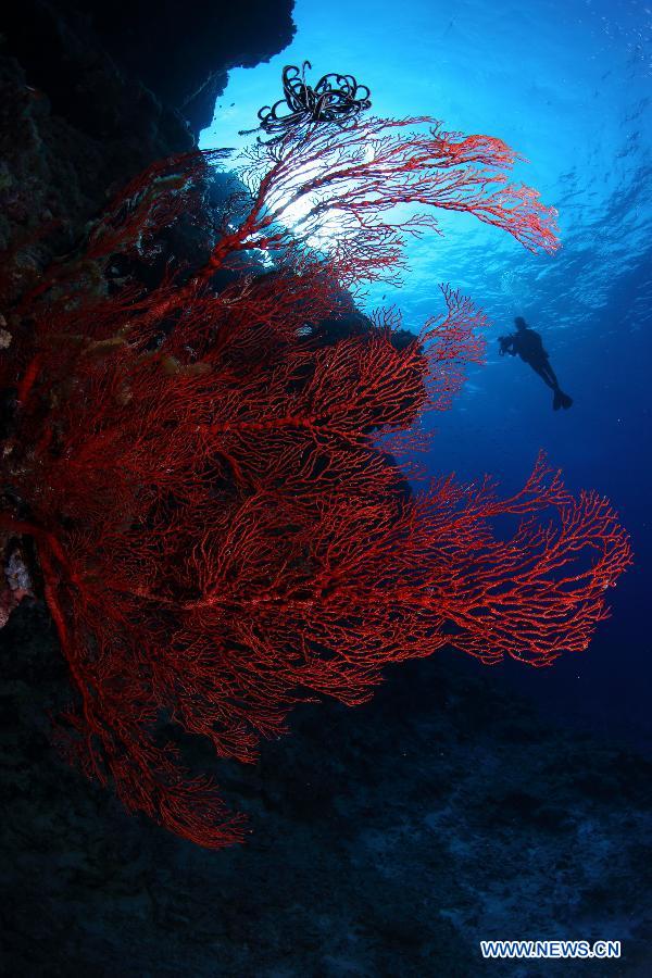 Un monde merveilleux sous-marin dans les eaux des îles Xisha en mer de Chine méridionale (4)