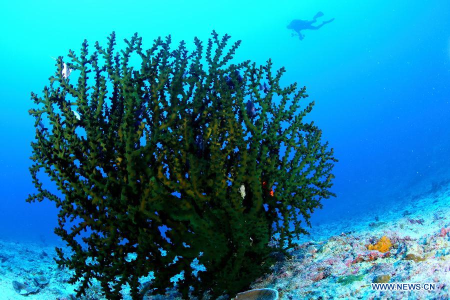 Un monde merveilleux sous-marin dans les eaux des îles Xisha en mer de Chine méridionale (3)