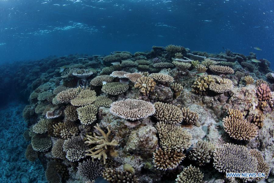 Un monde merveilleux sous-marin dans les eaux des îles Xisha en mer de Chine méridionale (6)