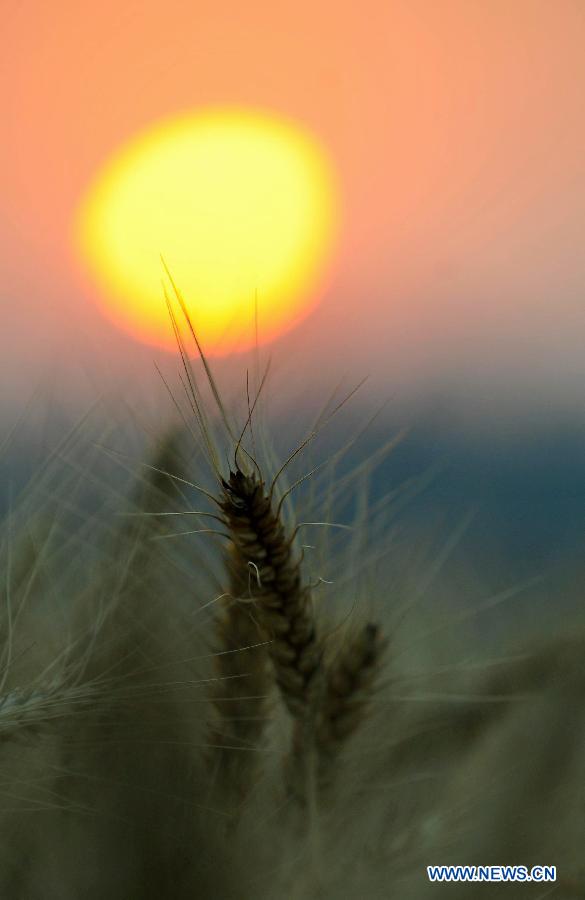 Chine: beaux paysages du coucher du soleil dans un champs de blé (4)