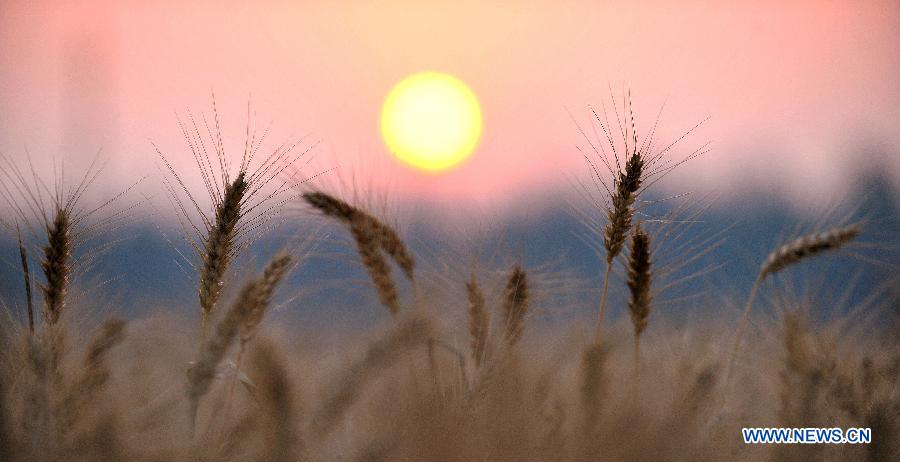 Chine: beaux paysages du coucher du soleil dans un champs de blé (5)