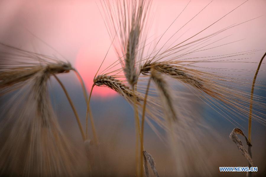 Chine: beaux paysages du coucher du soleil dans un champs de blé (2)
