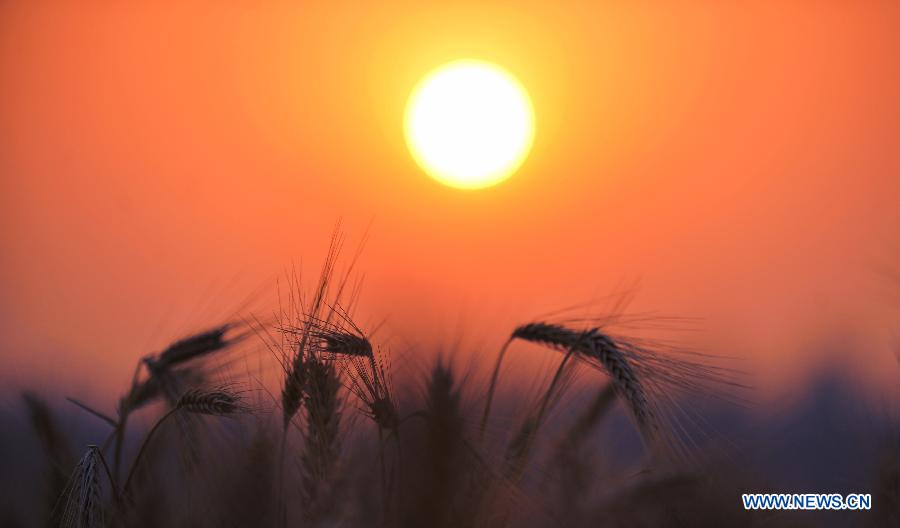 Chine: beaux paysages du coucher du soleil dans un champs de blé