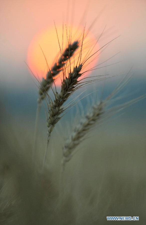 Chine: beaux paysages du coucher du soleil dans un champs de blé (3)
