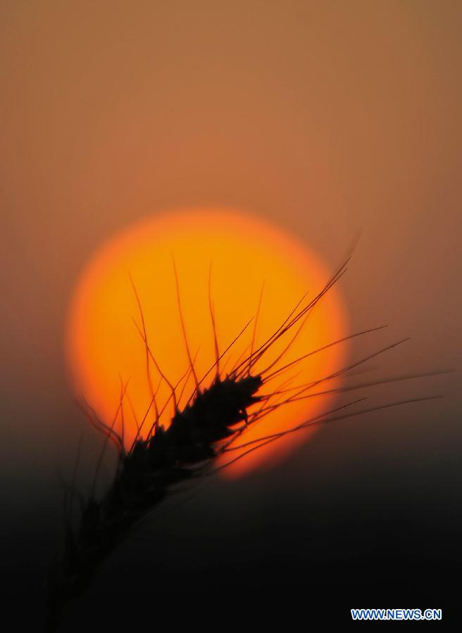 Chine: beaux paysages du coucher du soleil dans un champs de blé (6)
