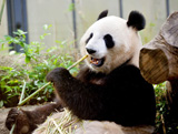 Une naissance chez les pandas du Zoo de Tokyo