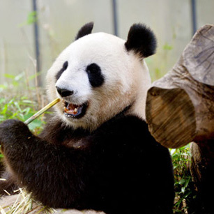 Une naissance chez les pandas du Zoo de Tokyo