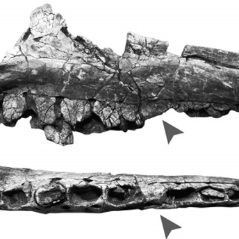 Un dinosaure avec une maladie des gencives