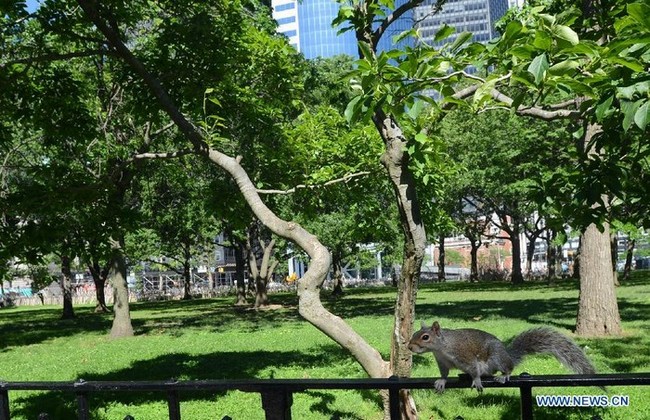 Photo prise le 12 juin montrant un écureuil mignon au Parc de la Batterie (Battery Park) sur l'île de Manhattan, à New York, aux États-Unis. L'écureuil est l'un des animaux sauvages les plus communs de la ville de New York.