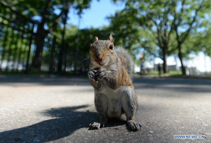 Photo prise le 12 juin montrant un écureuil mignon au Parc de la Batterie (Battery Park) sur l'île de Manhattan, à New York, aux États-Unis. L'écureuil est l'un des animaux sauvages les plus communs de la ville de New York.