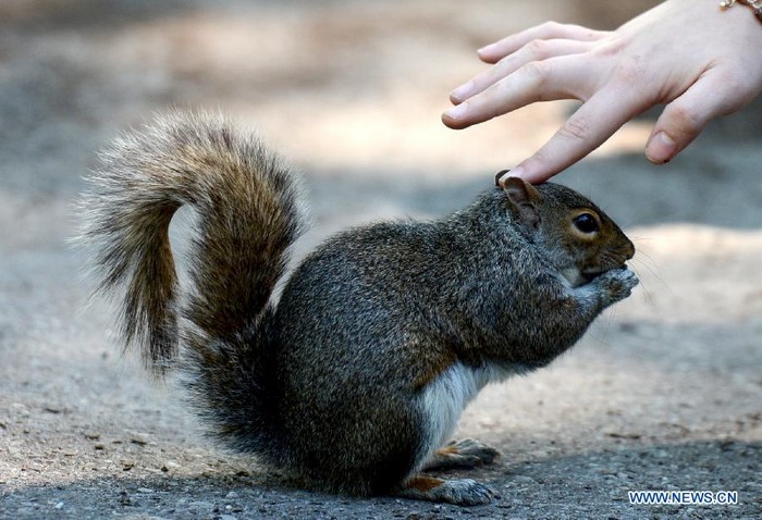 Photo prise le 12 juin montrant un écureuil mignon au Parc de la Batterie (Battery Park) sur l'île de Manhattan, à New York, aux États-Unis. L'écureuil est l'un des animaux sauvages les plus communs de la ville de New York.