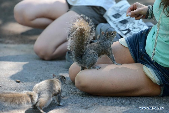 Photo prise le 12 juin montrant des écureuils mignons au Parc de la Batterie (Battery Park) sur l'île de Manhattan, à New York, aux États-Unis. L'écureuil est l'un des animaux sauvages les plus communs de la ville de New York.
