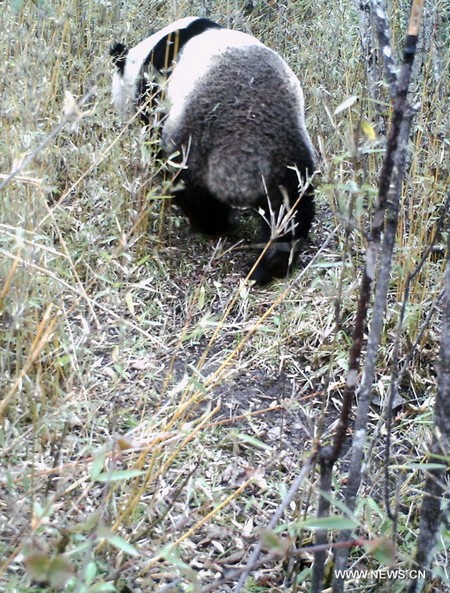 La plus grande réserve chinoise capture des photos de pandas sauvages (2)