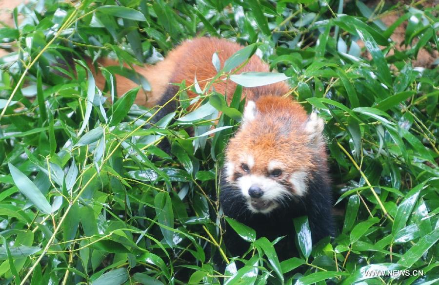 Un pandas roux présenté au public dans le "Panda Word" à Fouzhou, capitale de la province du Fujian (sud-est de la Chine), le 16 juin 2013. Fujian a annoncé dimanchelors du 5e Forum entre les deux rives du détroit de Taiwan que un triplet de pandas roux nés dans le "Panda Word" seront donné en cadeau au Zoo de Taipei, dans la province du Taiwan (sud-est de la Chine) pour promouvoir la coopération mutuelledans le domaine d'élevage.(Xinhua/Lin Shanchuan)