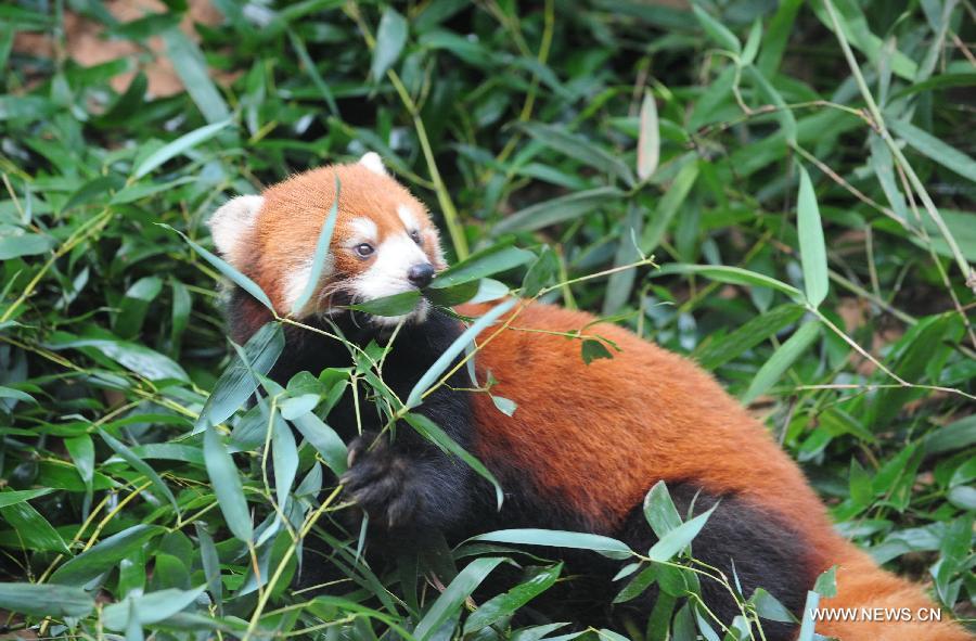Un pandas roux présenté au public dans le "Panda Word" à Fouzhou, capitale de la province du Fujian (sud-est de la Chine), le 16 juin 2013. Fujian a annoncé dimanchelors du 5e Forum entre les deux rives du détroit de Taiwan que un triplet de pandas roux nés dans le "Panda Word" seront donné en cadeau au Zoo de Taipei, dans la province du Taiwan (sud-est de la Chine) pour promouvoir la coopération mutuelledans le domaine d'élevage.(Xinhua/Lin Shanchuan)