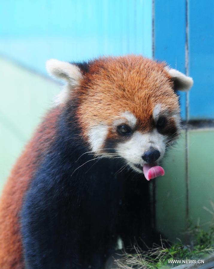 Un pandas roux présenté au public dans le "Panda Word" à Fouzhou, capitale de la province du Fujian (sud-est de la Chine), le 16 juin 2013. Fujian a annoncé dimanchelors du 5e Forum entre les deux rives du détroit de Taiwan que un triplet de pandas roux nés dans le "Panda Word" seront donné en cadeau au Zoo de Taipei, dans la province du Taiwan (sud-est de la Chine) pour promouvoir la coopération mutuelledans le domaine d'élevage.(Xinhua/Lin Shanchuan)