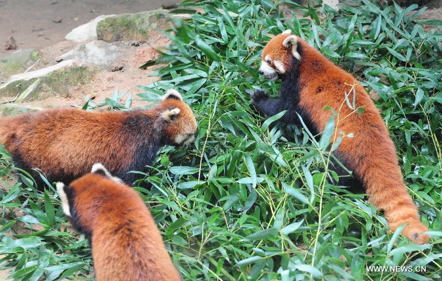 Un triplet de pandas roux sont présentés au public dans le "Panda Word" à Fouzhou, capitale de la province du Fujian (sud-est de la Chine), le 16 juin 2013. Fujian a annoncé dimanche lors du 5e Forum entre les deux rives du détroit de Taiwan que les trois pandas roux seront donné en cadeau au Zoo de Taipei, dans la province du Taiwan (sud-est de la Chine) pour promouvoir la coopération mutuelle dans le domaine d'élevage. (Xinhua/Lin Shanchuan)