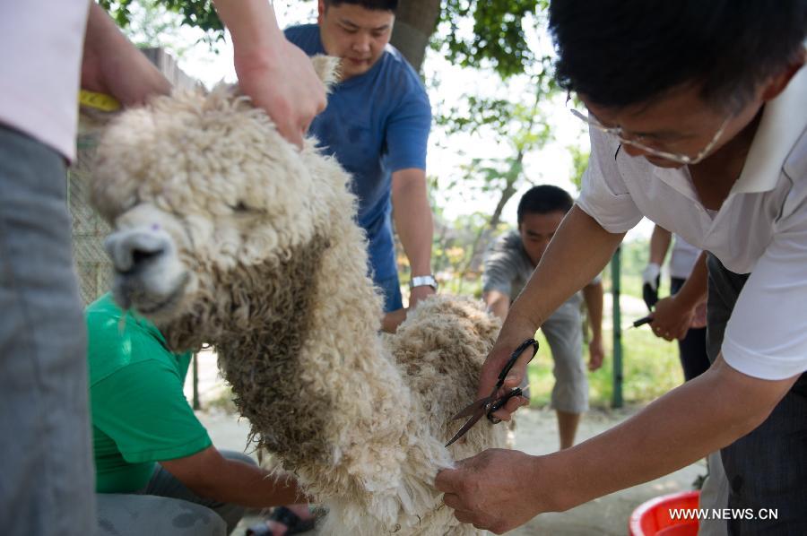 Tonte des alpagas à Hefei (2)