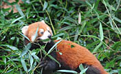 Un triplet de pandas roux adorables à Fujian