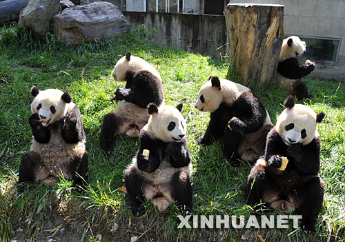 La réserve naturelle de Wolong est la plus grande réserve de pandas géants de Chine. Elle se situe à trois heures en voiture du centre de Chengdu, chef-lieu de la province du Sichuan.