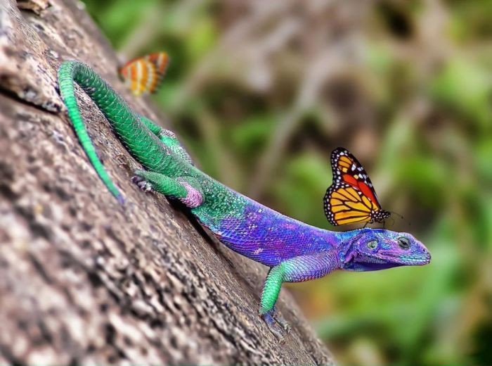 PHOTOS - Sur le dos : L'insolite amitié des animaux (12)