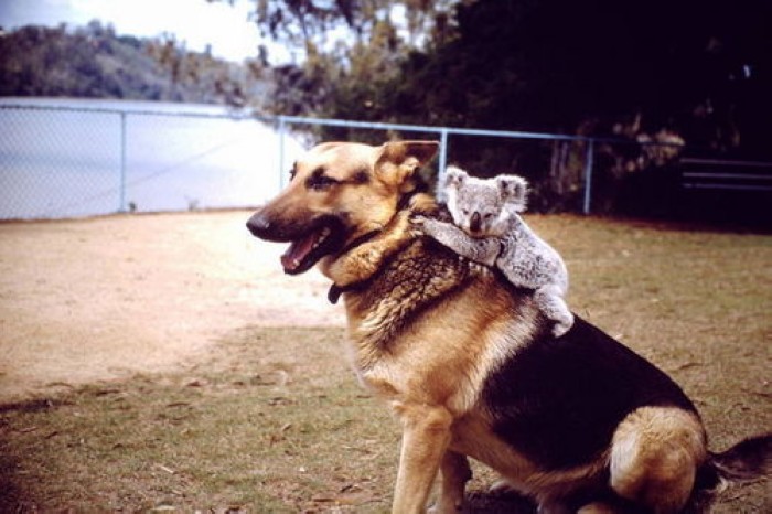 PHOTOS - Sur le dos : L'insolite amitié des animaux (15)