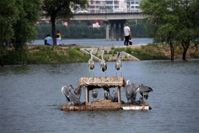 Des bébés hérons sur des nids flottants installés autour de l'île Changbai dans la Province du Jilin, dans le Nord de la Chine, le 30 juin 2013.