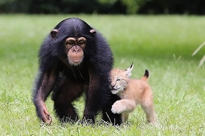 L'amitié entre un petit chimpanzé et un petit lynx (4)