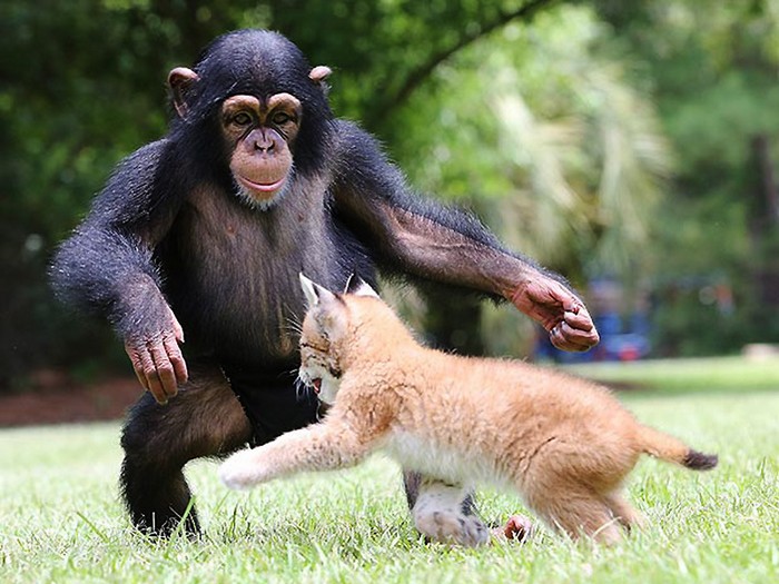 L'amitié entre un petit chimpanzé et un petit lynx (3)