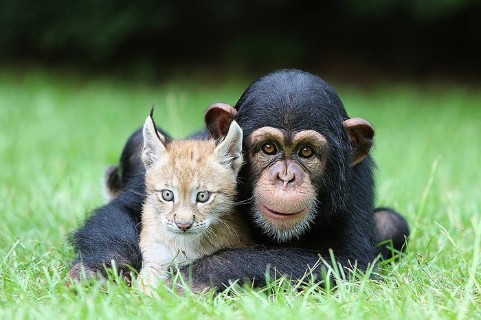 L'amitié entre un petit chimpanzé et un petit lynx (2)