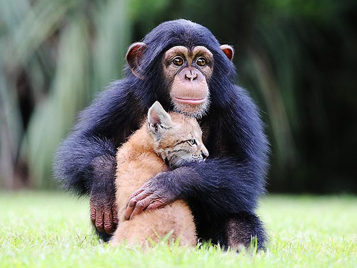 L'amitié entre un petit chimpanzé et un petit lynx