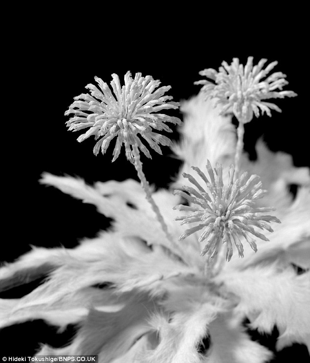 D'étonnantes fleurs faites à partir d'os de souris (4)