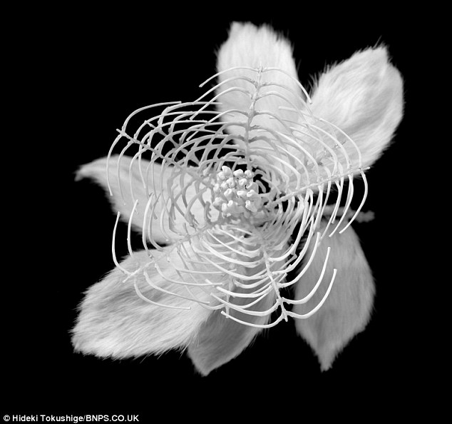 D'étonnantes fleurs faites à partir d'os de souris (6)