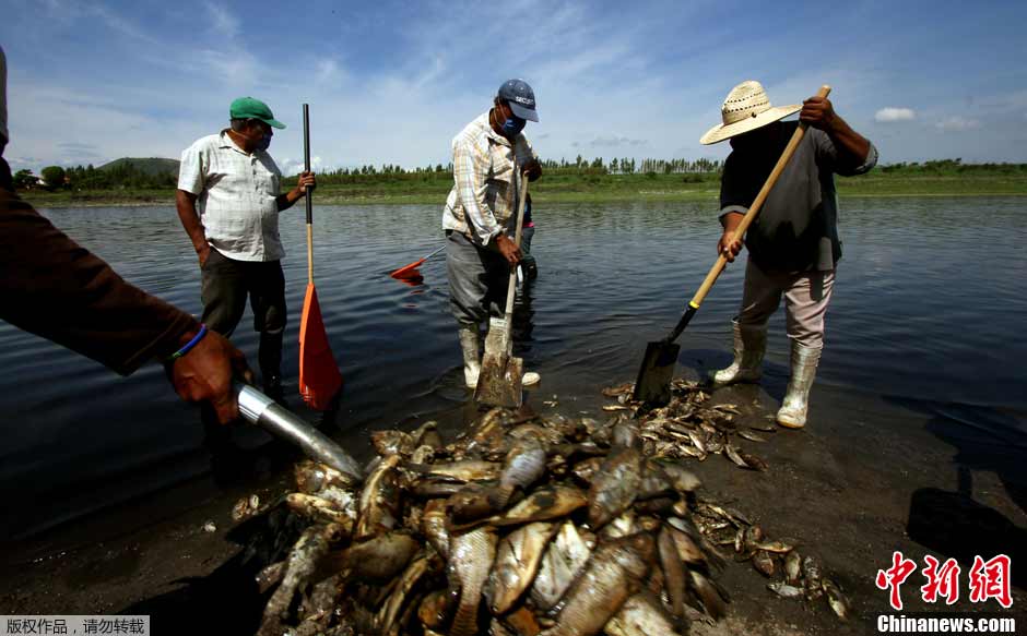 Mexique : 500 tonnes de poissons morts dans des eaux polluées (2)