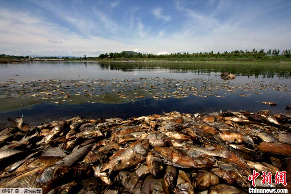 Mexique : 500 tonnes de poissons morts dans des eaux polluées
