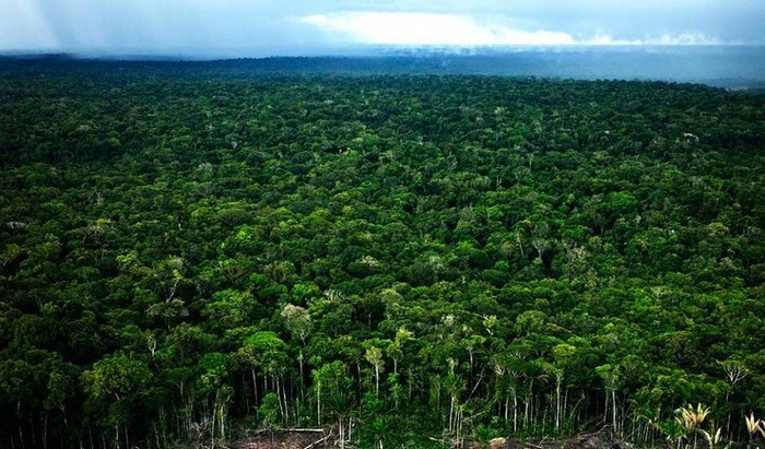 La forêt amazonienne, le « poumon de la Terre » (27)