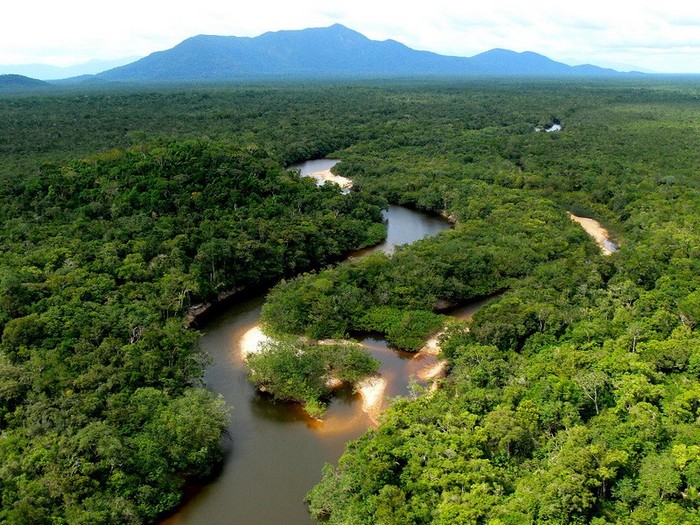 La forêt amazonienne, le « poumon de la Terre »
