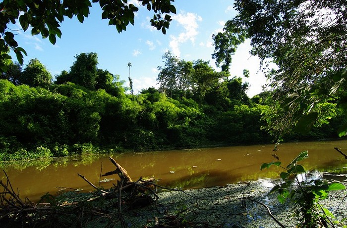 La forêt amazonienne, le « poumon de la Terre » (26)